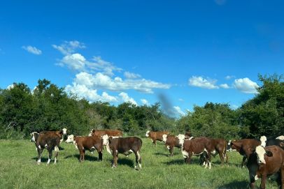 A 35 kms de Sauce por camino de ripio, borde de Rio Barrancas